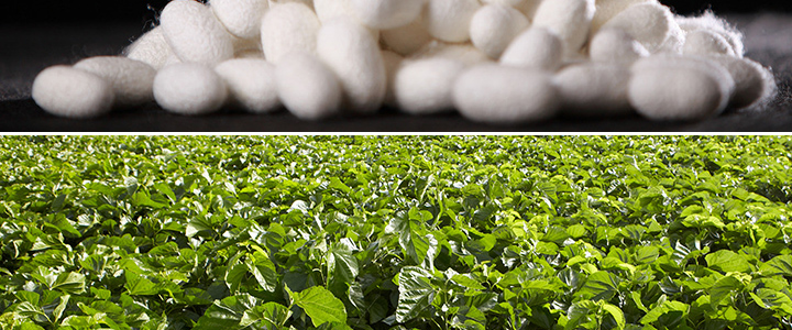 桑蚕养殖厂房设计图片